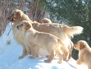 Kulta Golden Retrievers & Naughty Pine Arabians